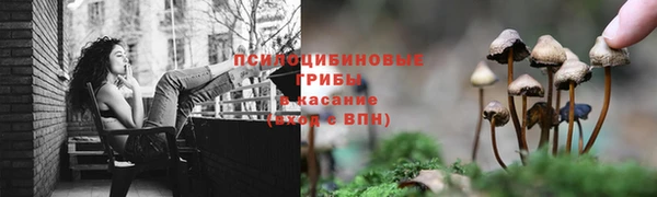 трава Белокуриха