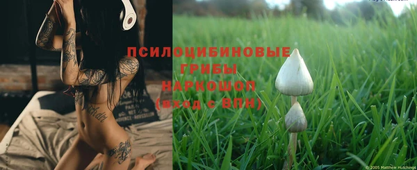 трава Белокуриха